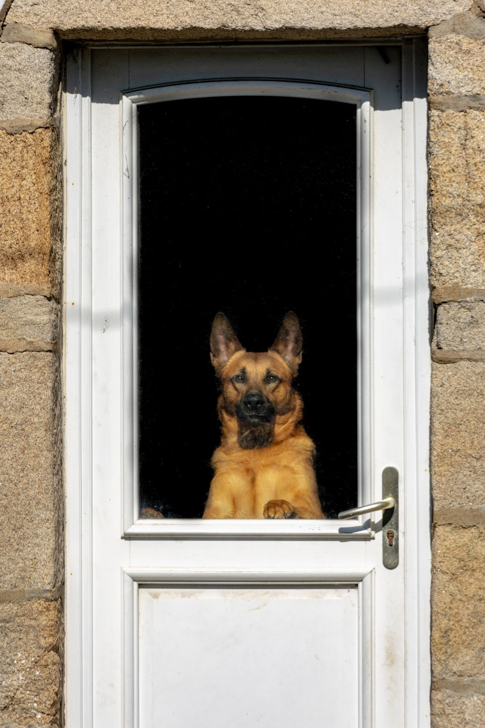 Få en hundelem på døren til hunden